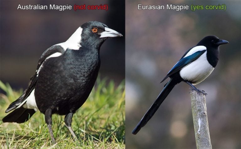 Difference Between Australian And English Magpies