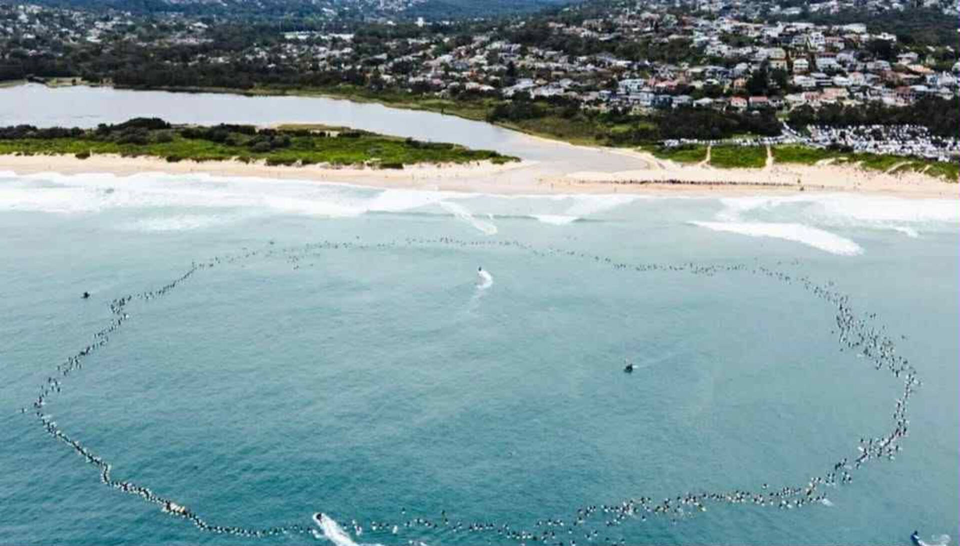 Paddle out honours shark victim Mercury Psillakis on Sydney’s Northern Beaches