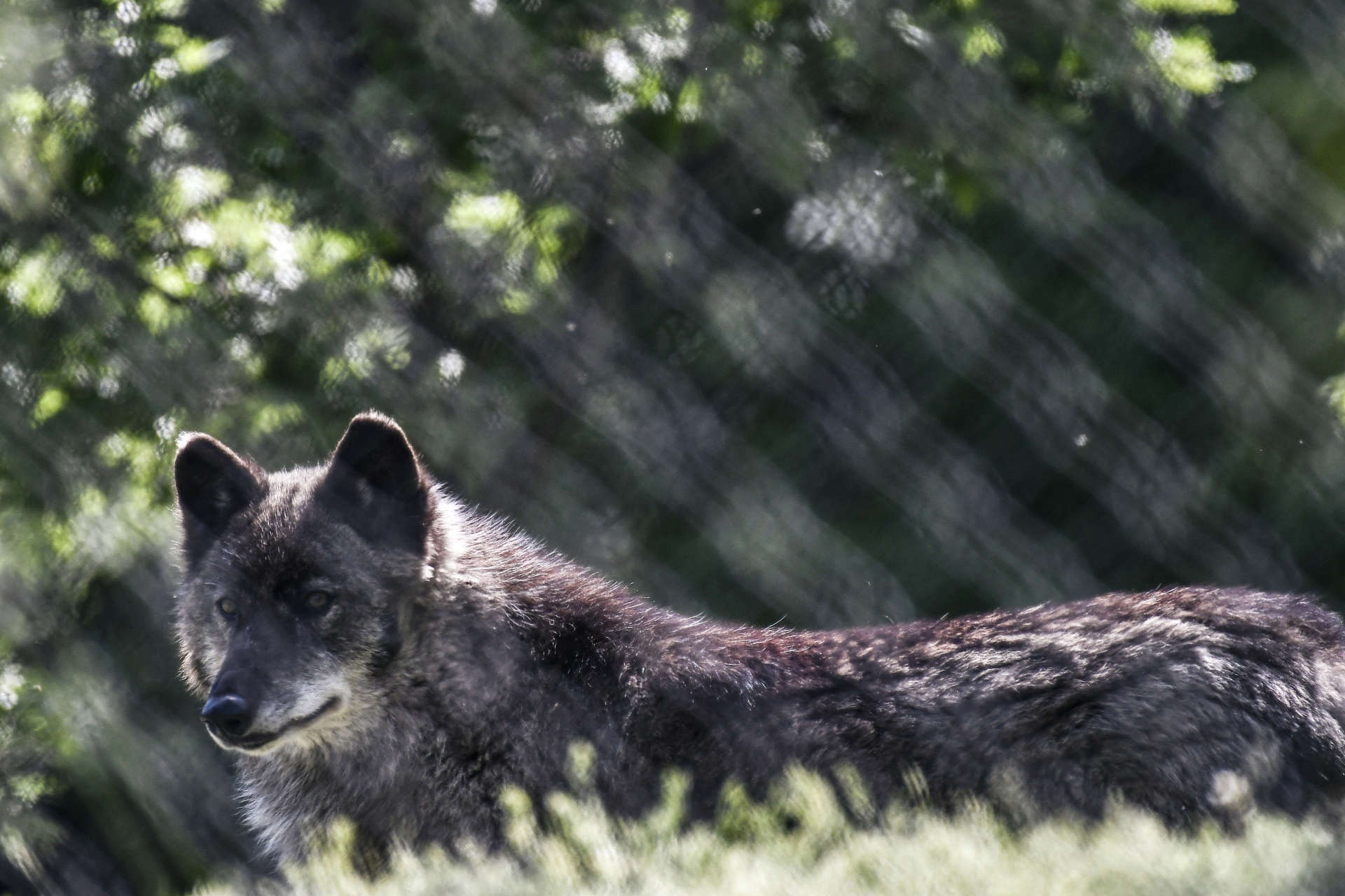 Wolf attack in Greece prompts calls for hunting rights