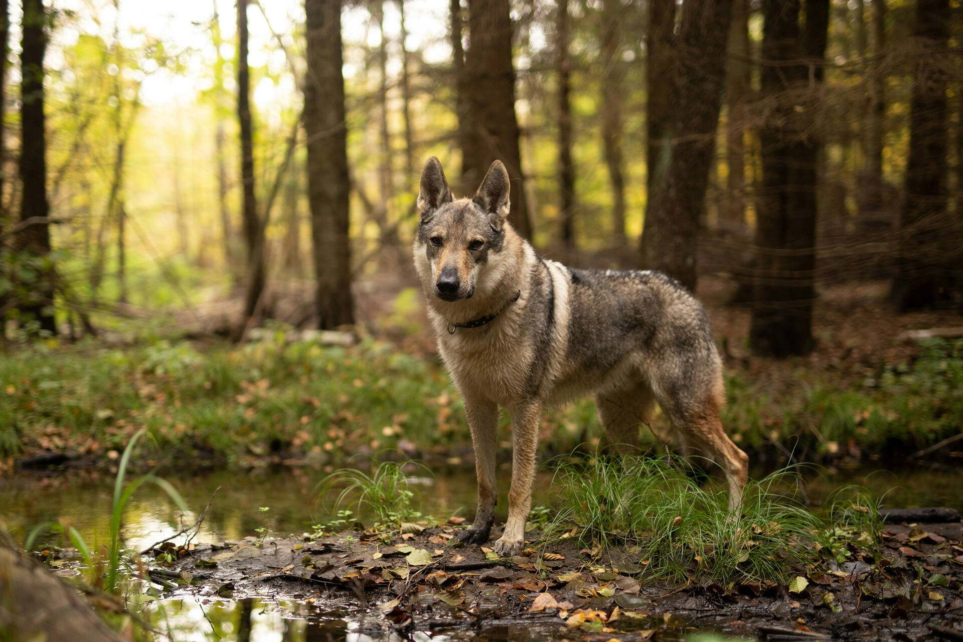 First wolf-dog hybrid confirmed in Greece